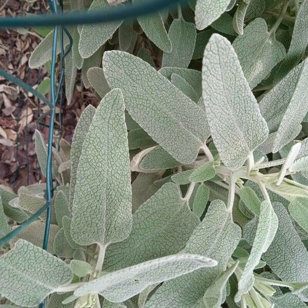 Phlomis purpurea Liść