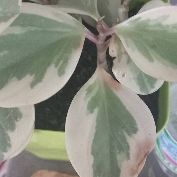 Peperomia magnoliifolia Leaf