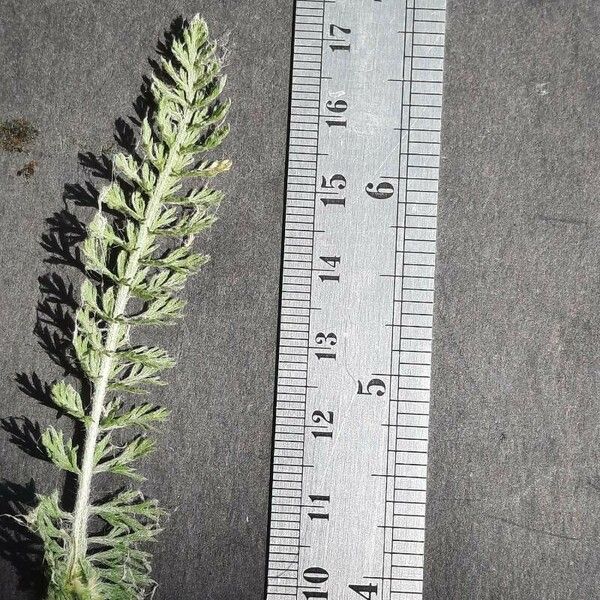 Achillea crithmifolia Hoja