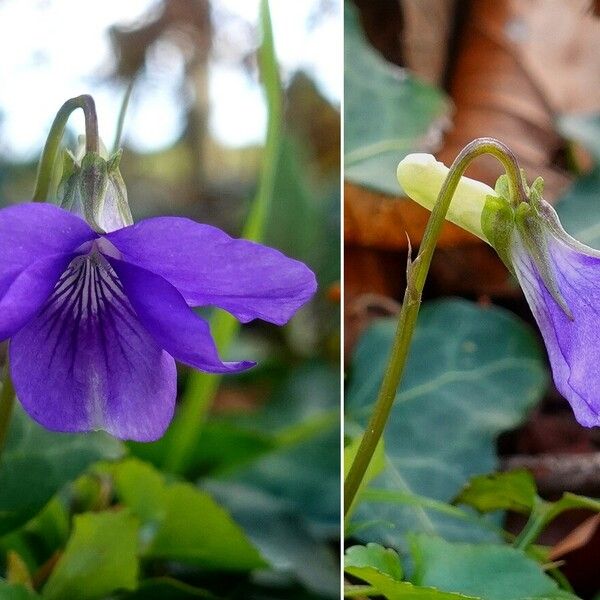 Viola riviniana 花