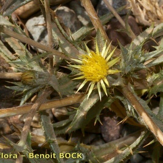 Atractylis aristata Habit