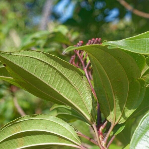 Miconia corymbosa 葉