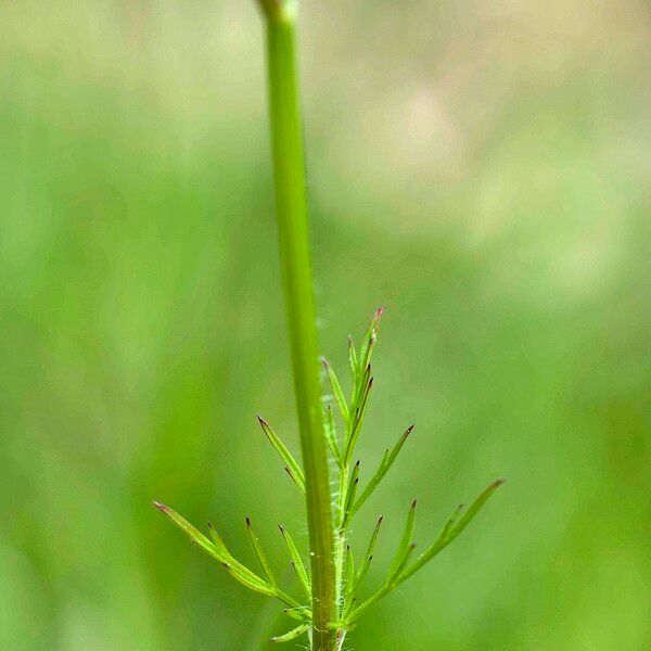 Conopodium pyrenaeum Лист