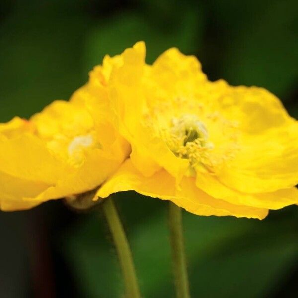 Papaver croceum 花