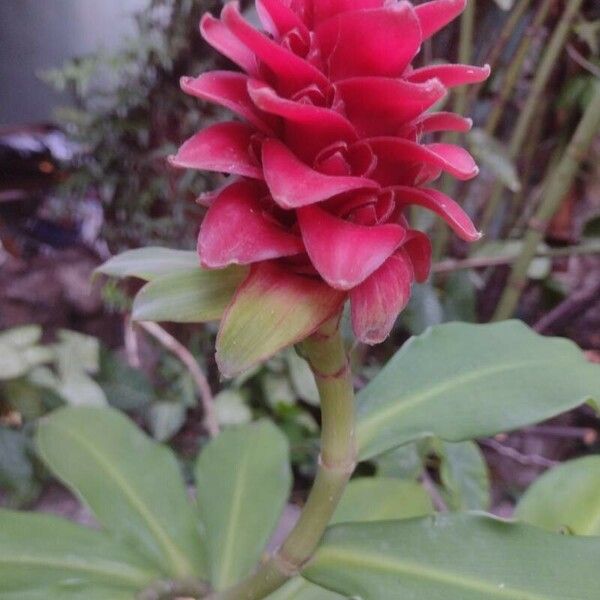 Costus barbatus Flor