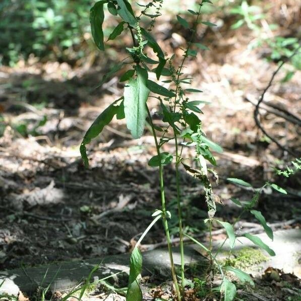 Rumex conglomeratus برگ