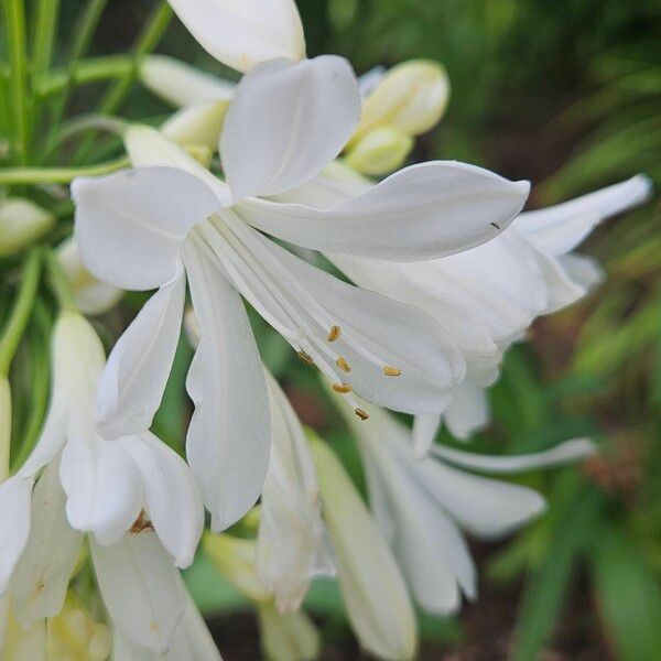 Agapanthus africanus 花