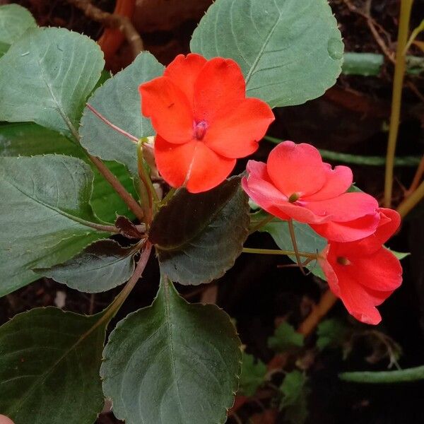 Impatiens walleriana 花