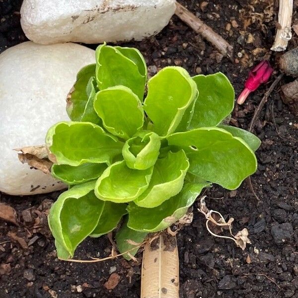 Lactuca sativa Leht