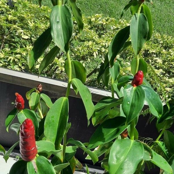 Costus spicatus Virág