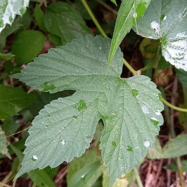 Humulus lupulus पत्ता