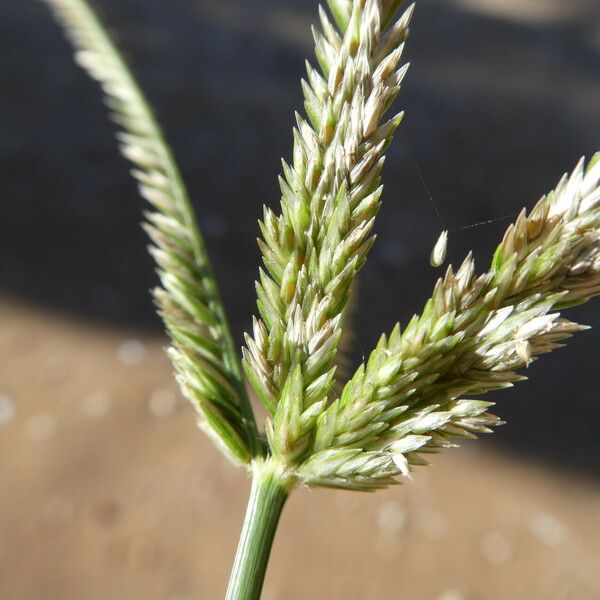 Eleusine tristachya Flower