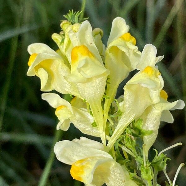 Linaria vulgaris Цвят