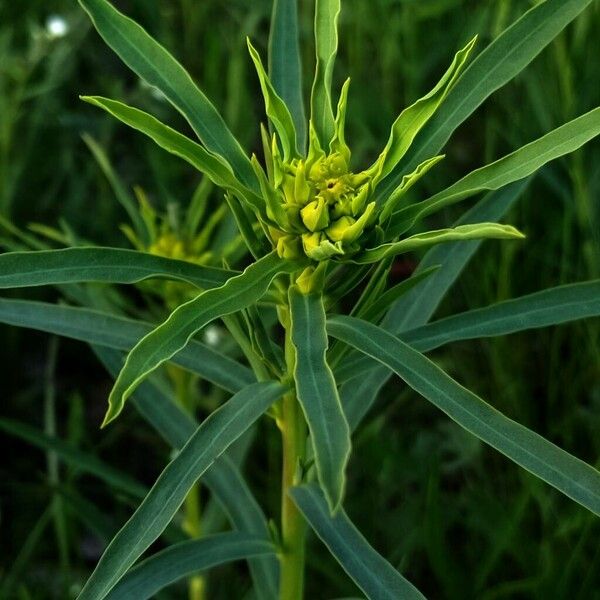 Euphorbia esula 花