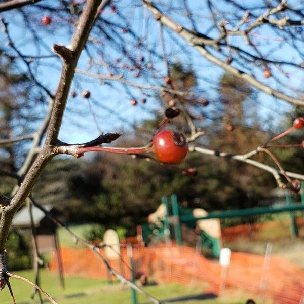 Malus hupehensis Fruit