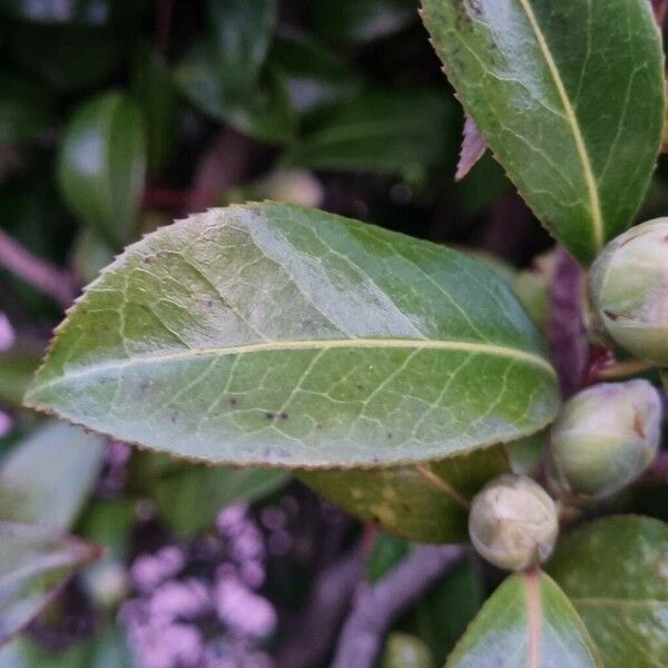 Camellia sasanqua Leht