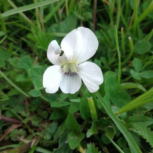 Viola striata Floro