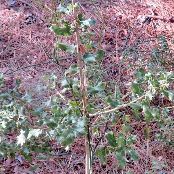 Quercus coccifera Habitatea