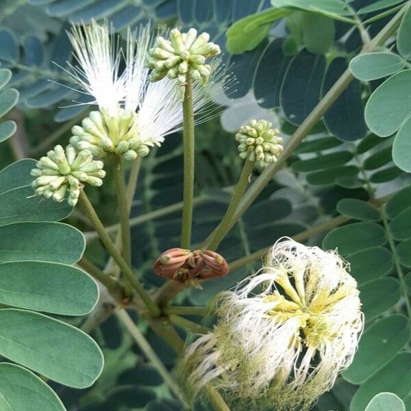 Albizia lebbeck Flower