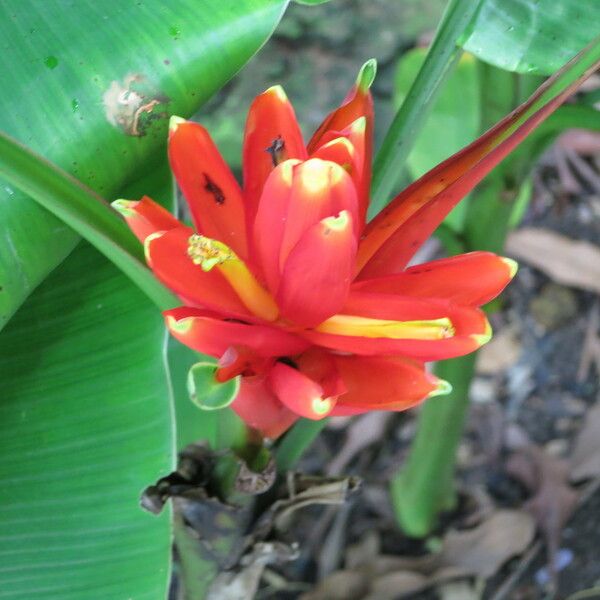 Musa coccinea Flower