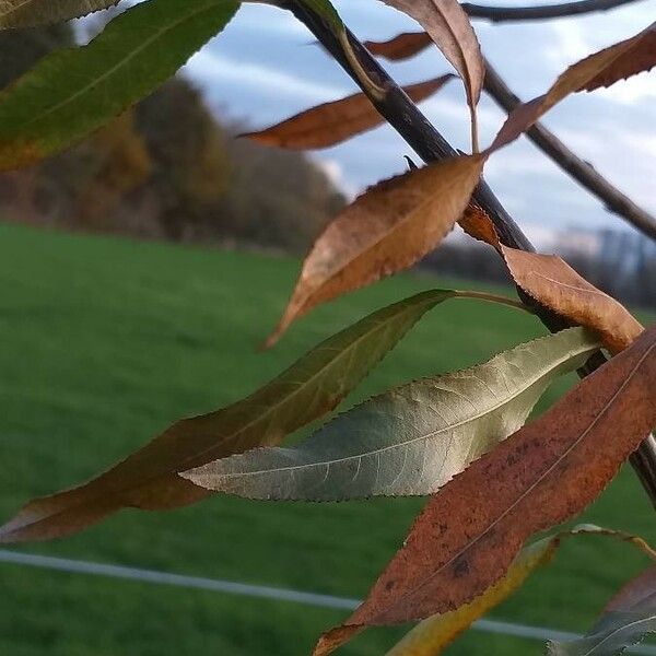 Salix triandra Folio