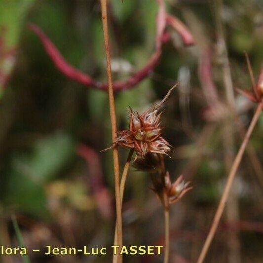 Juncus capitatus Floare