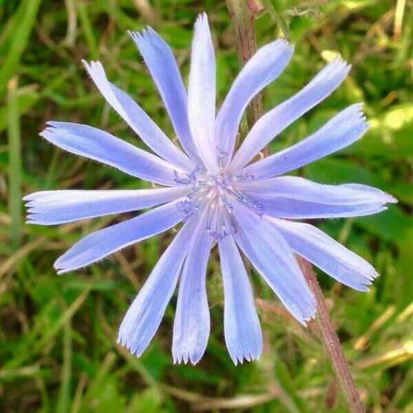 Cichorium intybus Virág