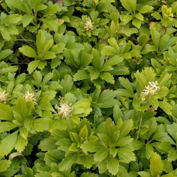 Pachysandra terminalis ᱛᱟᱦᱮᱸ