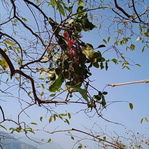 Dendrophthoe falcata Blatt