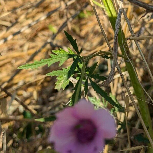 Althaea cannabina Levél