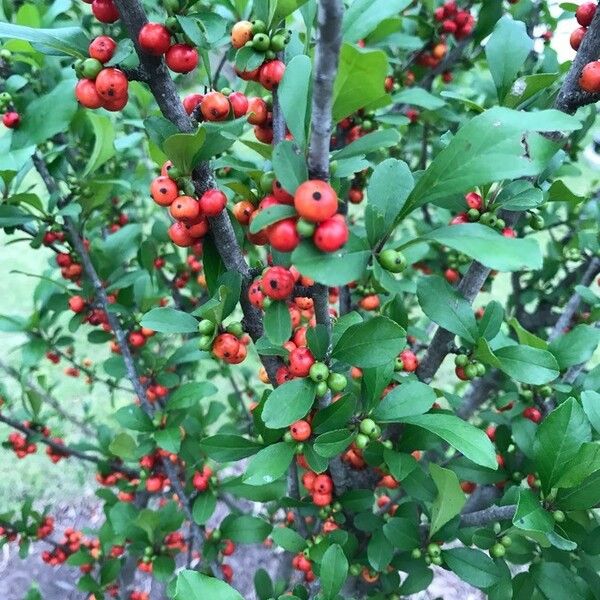 Ilex decidua Fruto