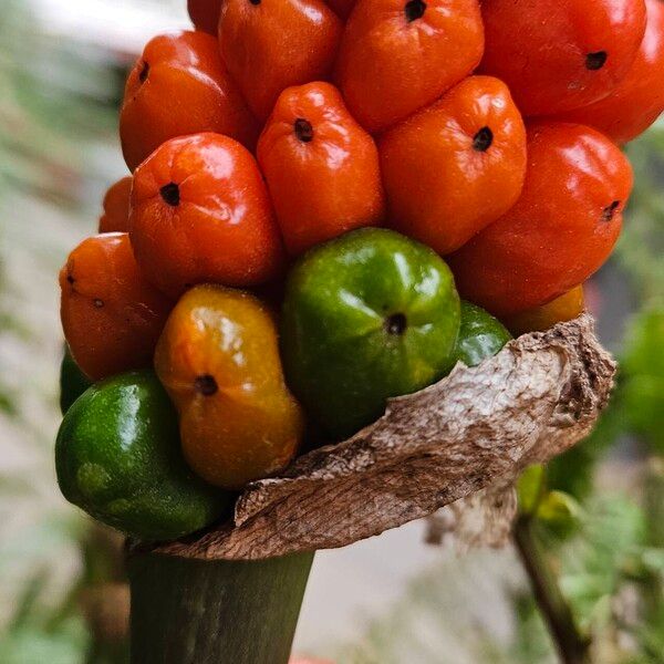 Arum cylindraceum Meyve