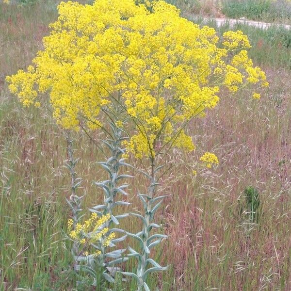 Isatis tinctoria Habitus