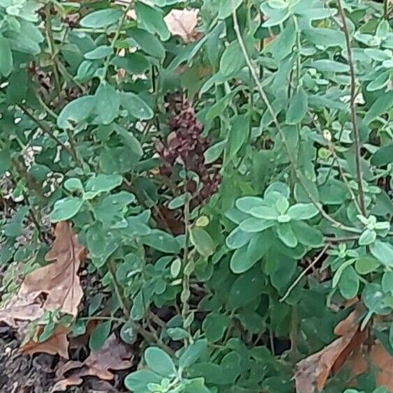 Hypericum hirsutum Hostoa