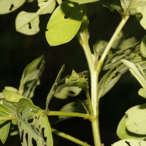 Senna obtusifolia Vrucht