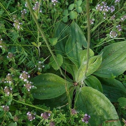 Plantago media Leaf