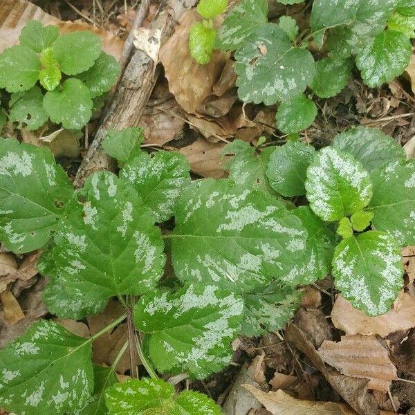 Lamium galeobdolon Leaf