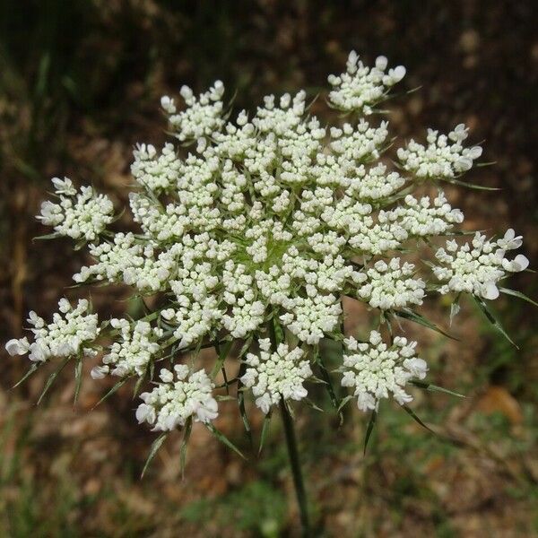 Daucus carota Цвят