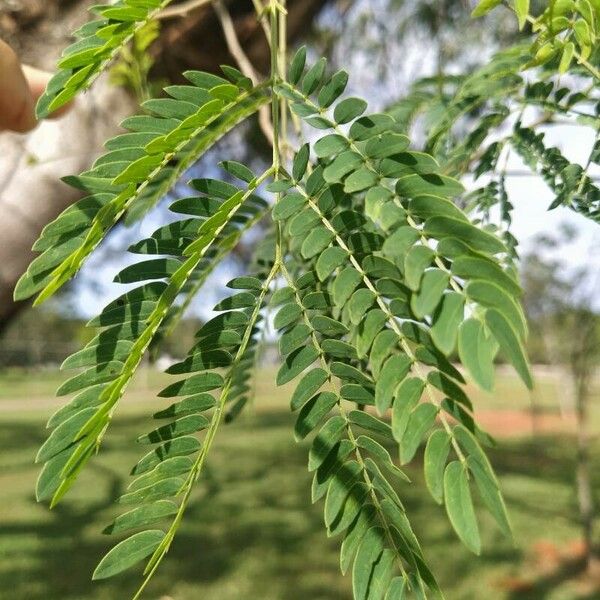 Leucaena leucocephala ഇല