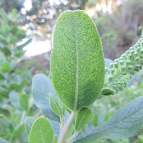 Escallonia pulverulenta Leaf
