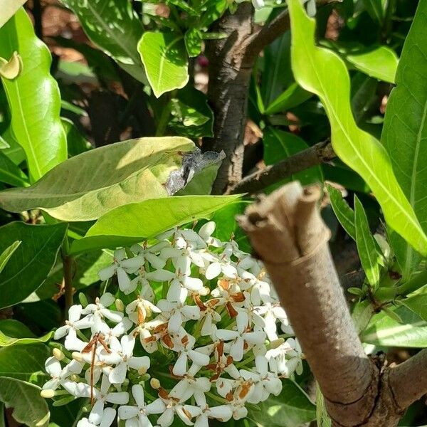 Ixora finlaysoniana 花