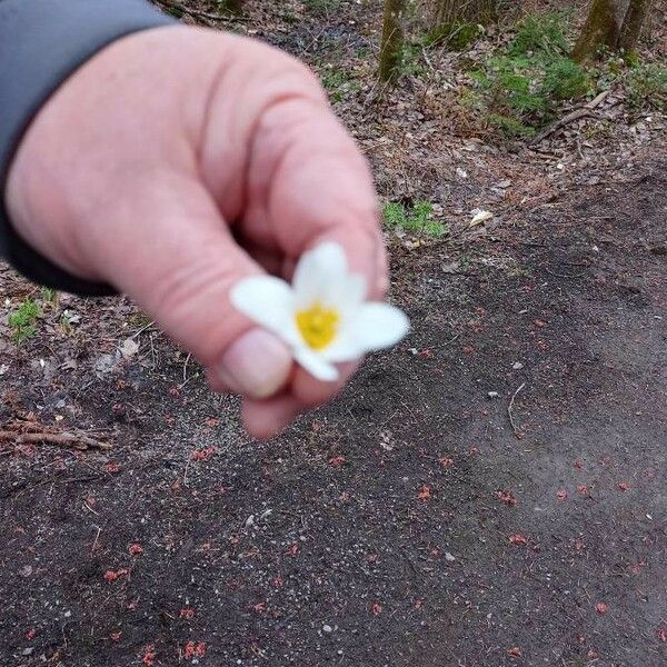 Sanguinaria canadensis Цвят