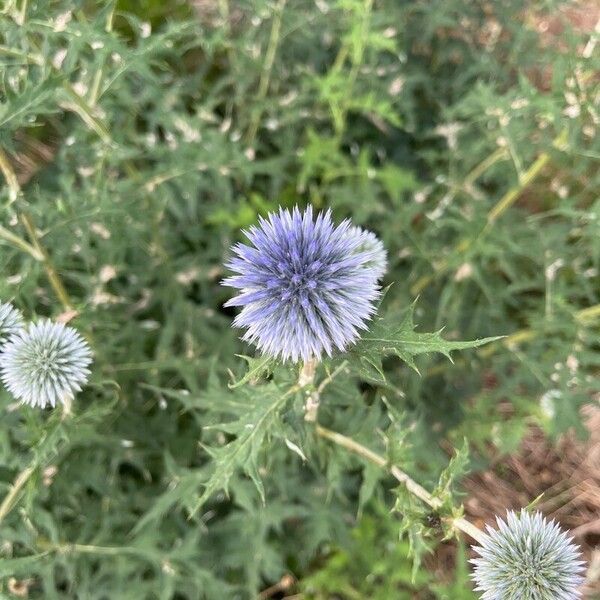 Echinops ritro പുഷ്പം