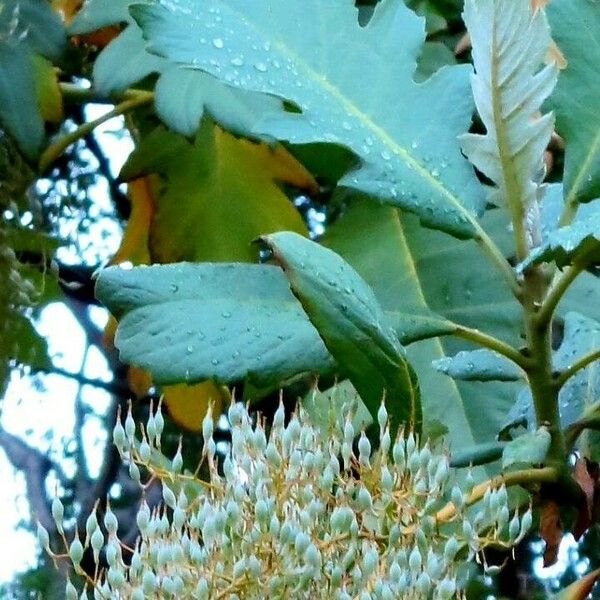 Bocconia frutescens Feuille