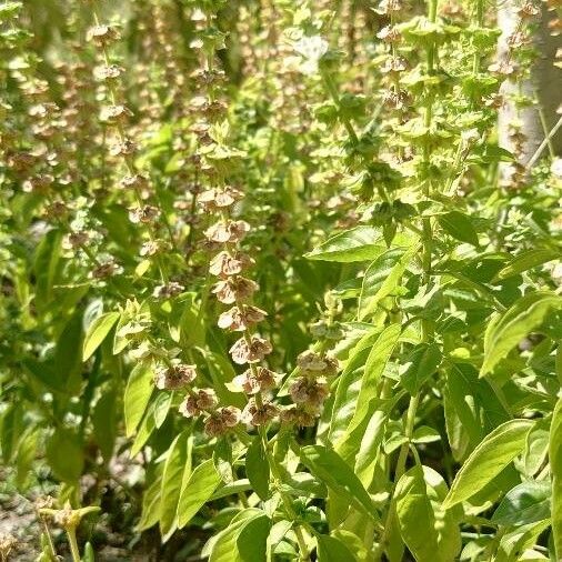 Ocimum basilicum Habitus