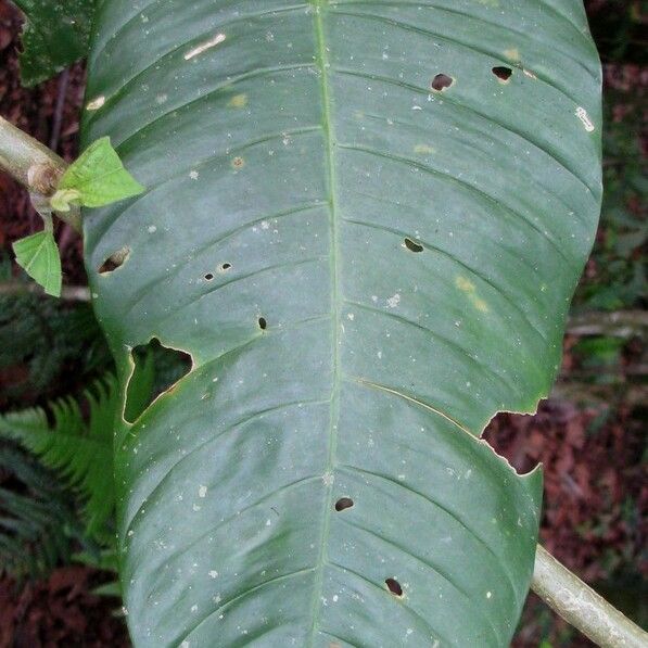 Philodendron inaequilaterum Blad