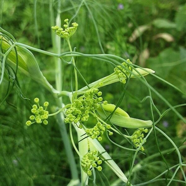 Foeniculum vulgare Flor