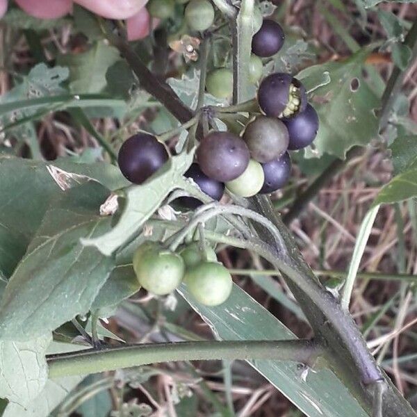 Solanum nigrum Froito