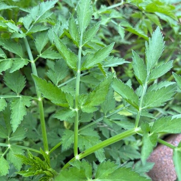 Oenanthe javanica Blatt