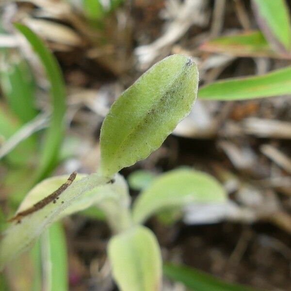 Gamochaeta purpurea Blad